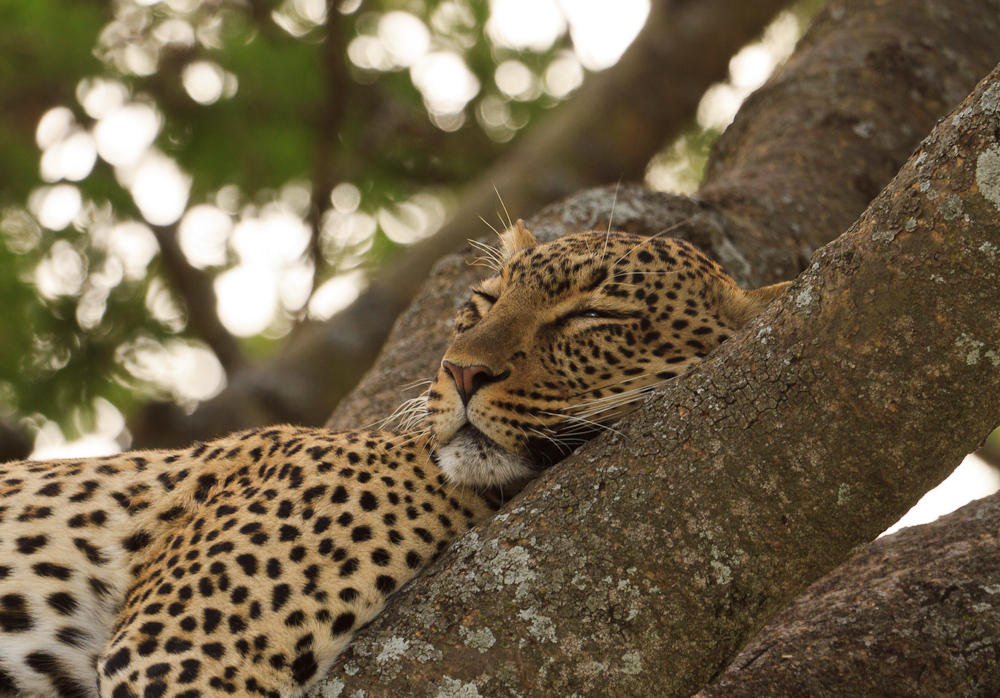 Leopard in der Central Serengeti/Tansania