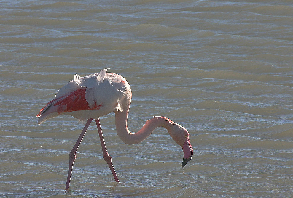 Watender Flamingo...
