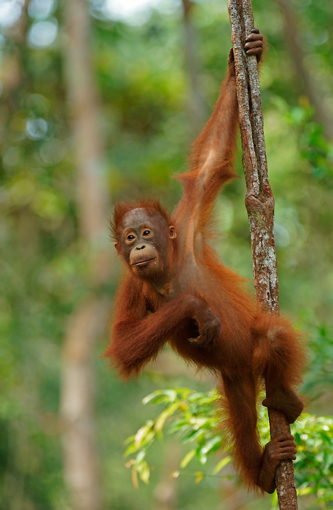 Borneo-Orang-Utan Jungtier
