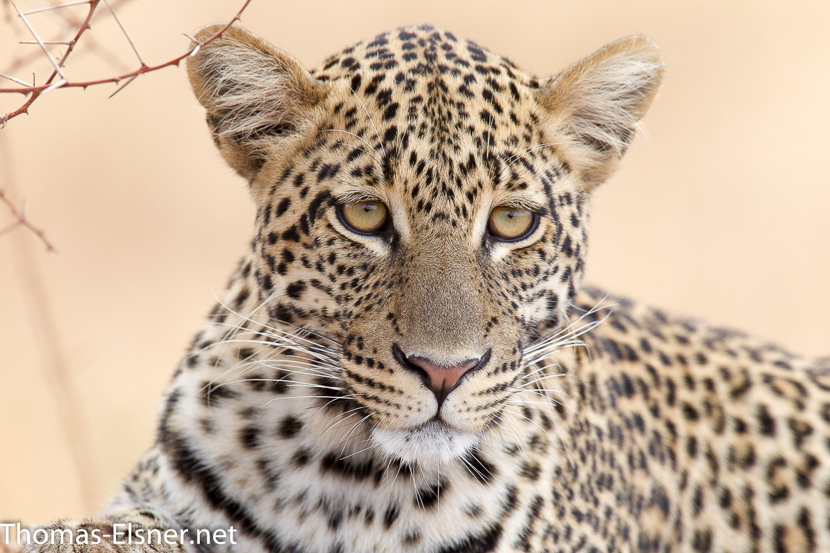 Leoparden Portrait - Tansania