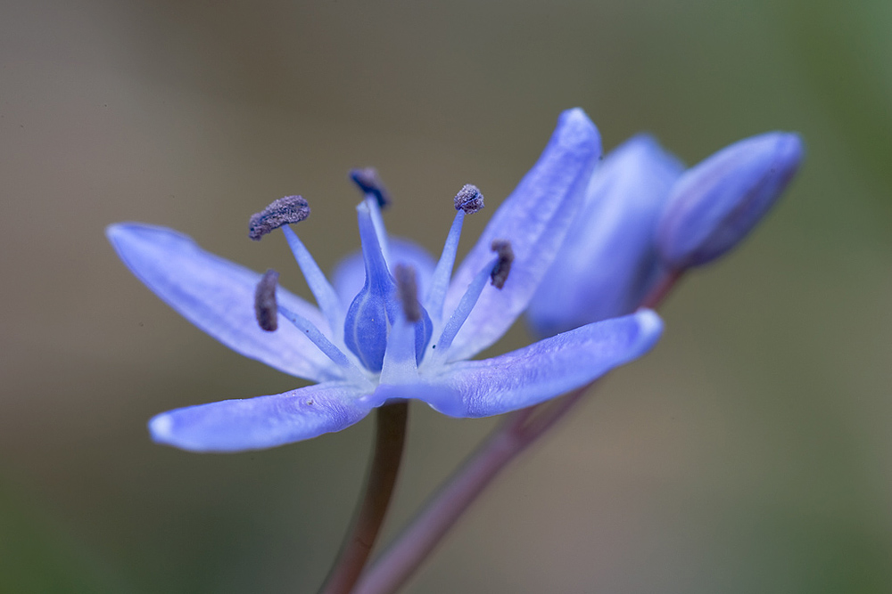 Blaustern (Scilla bifolia)