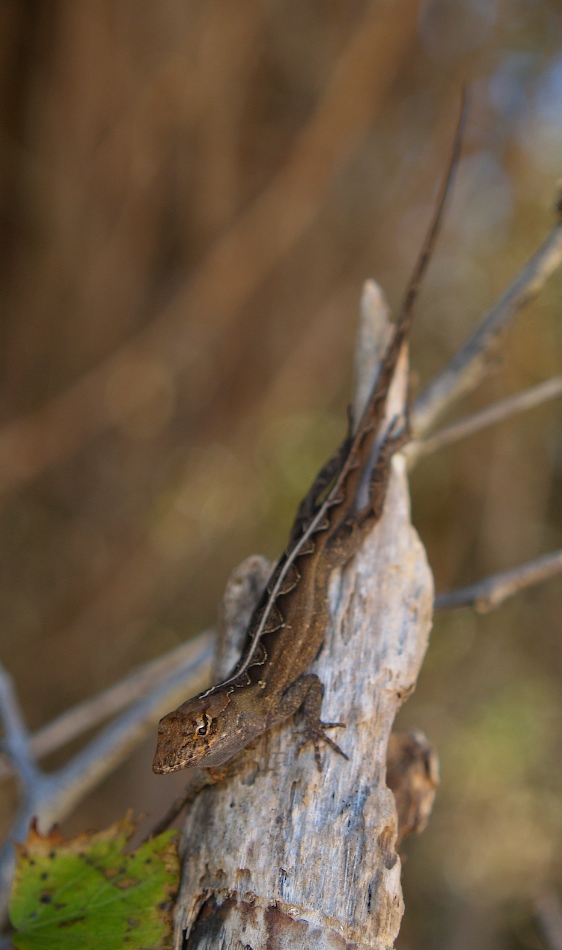 Brown Anole Nr.2