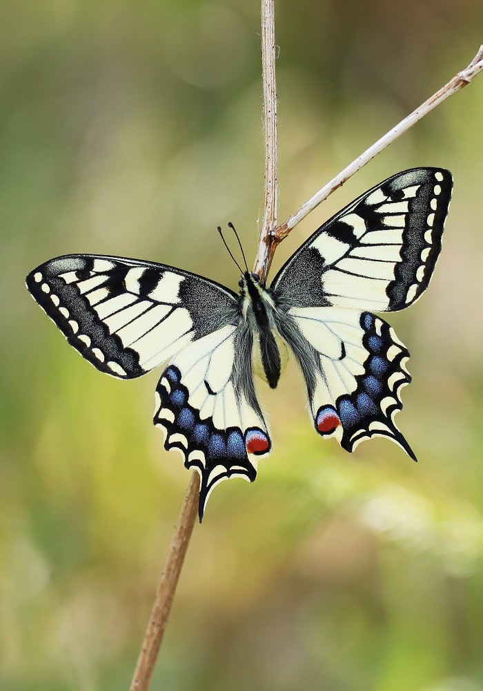 Vom Ei zum Schmetterling - der Schwalbenschwanz - die Metamorphose