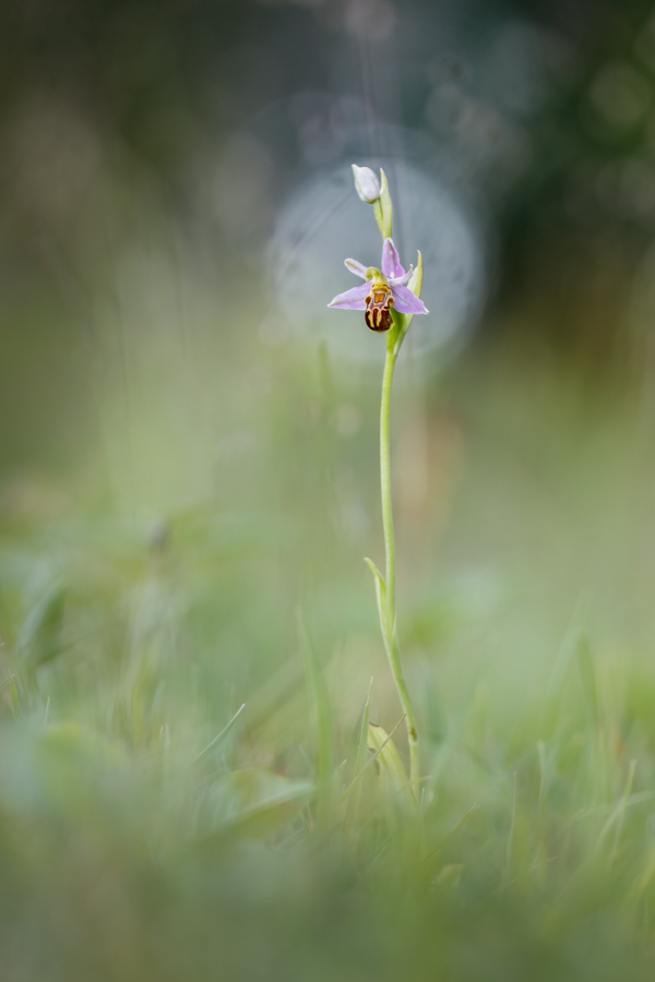 Ophrys apifera, ssp. friburgensis, Bienen-Ragwurz