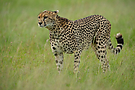 Gepard im Jagdmodus