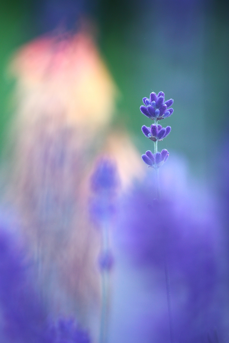 lavender meets kniphofia