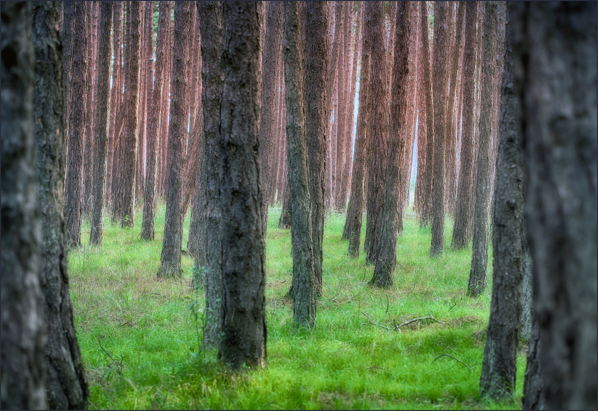 *den Wald vor lauter Bäumen.....*