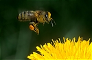 Biene im Anflug an Löwenzahn