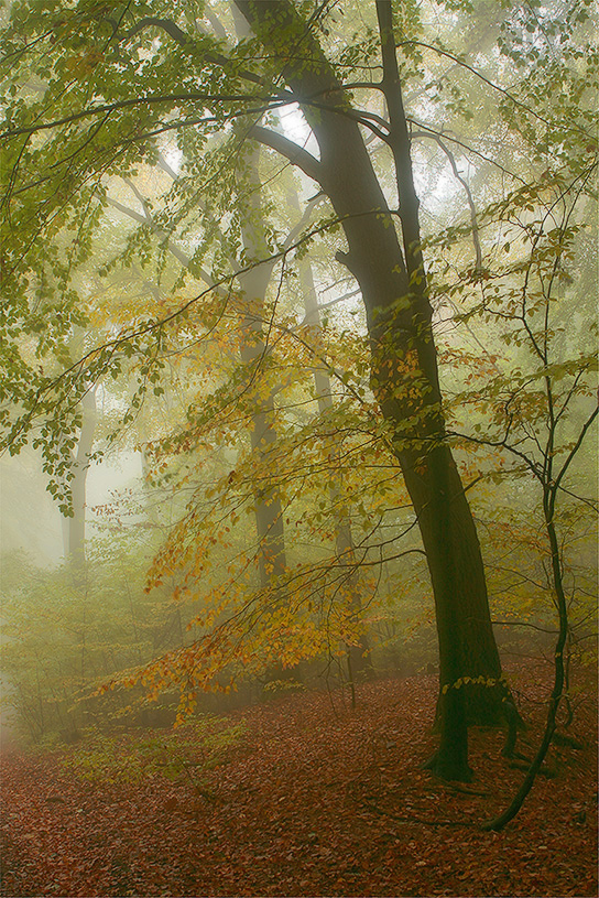 *Nebel im Herbstwald*