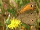Schmetterling Griechenland ND, EBV