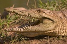 Krokodil ZO