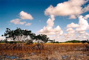 Die Weite der Everglades ND