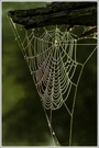 Spinnennetz im morgendlichen Gegenlicht, Siegaue