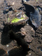 Wasserfrosch im Tümpelgrund