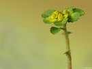 Milzkraut (Chrysosplenium alternifolium)