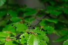 Langhornmotten (adela reaumurella)