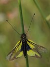 Libellen-Schmetterlingshaft (2) (Libelloides coccaius)