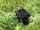 Schimpanse - Parc national du Niokolo-Koba - Senegal