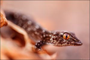 Gomera-Gecko
