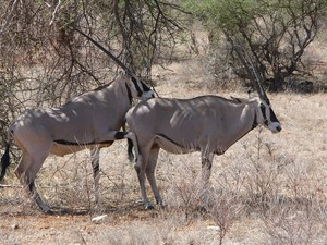 The love of the oryx - die Liebe der Oryxantilopen