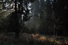 ~ Licht im finsteren Walde ~