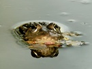 Wasserfrosch (Rana esculenta)