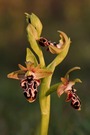 Kotschys Ragwurz (Ophrys kotschyi)