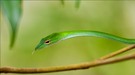 Big-eye Green Whip Snake