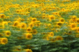 Ein Schwenk durch's Sonnenblumenfeld