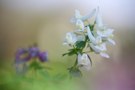 Corydalis solida in weiss!
