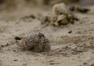 Haubenlerche im Sandbad