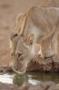 Löwin am Wasserloch