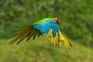 Bechsteinara---Great-Green-Macaw---Ara-ambiguus
