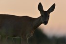 ~Evening Deer~
