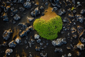 Heart of Iceland (Petition!)