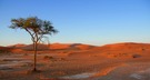 The last Tree - Namib Wüste - Namibia