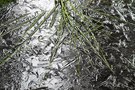 Frost im Hochmoor