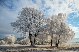 Frostige Bäume