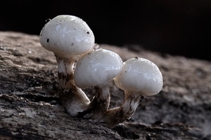 3 Kleine Pilze