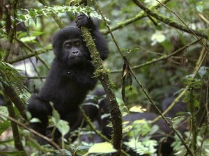 Junger Berggorilla im Regenwald