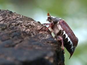 Käfer des Monats
