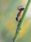 Ameise bei der Blattlauspflege