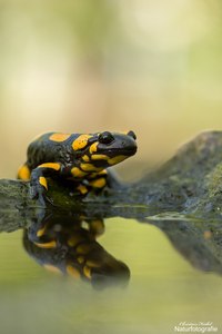 - Salamander -