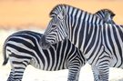 Die Zebras von Moremi