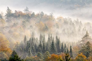 Herbstlicher Wald mit Morgennebel