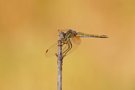 Sympetrum fonscolombii ND