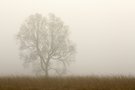 Der Nebelbaum