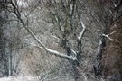 Schneetreiben im Auwald