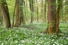 Frühlingsbuchenbärlauchwald