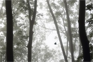 Einer flog durch den Nebelwald